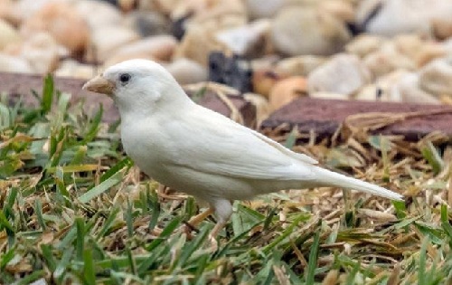 Australia xuất hiện chim sẻ bạch tạng quý hiếm