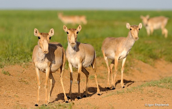 Bí ẩn khiến 85.000 cá thể linh dương Saiga chết hàng loạt