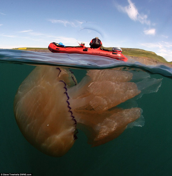 Hàng nghìn con sứa khổng lồ tiến vào bờ biển nước Anh