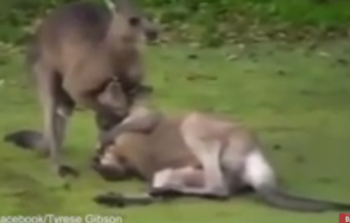 Video: Trấn đấu nảy lửa giữa hai võ sĩ Kangaroo