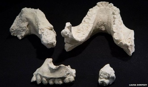Phát hiện hóa thạch chủng người cổ đại mới từ hơn 3 triệu năm trước