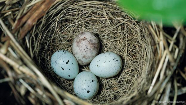 Khám phá những siêu năng lực của trứng các loài chim 