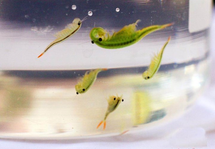 2 loài động vật thời cổ đại hiếm thấy vừa tái xuất