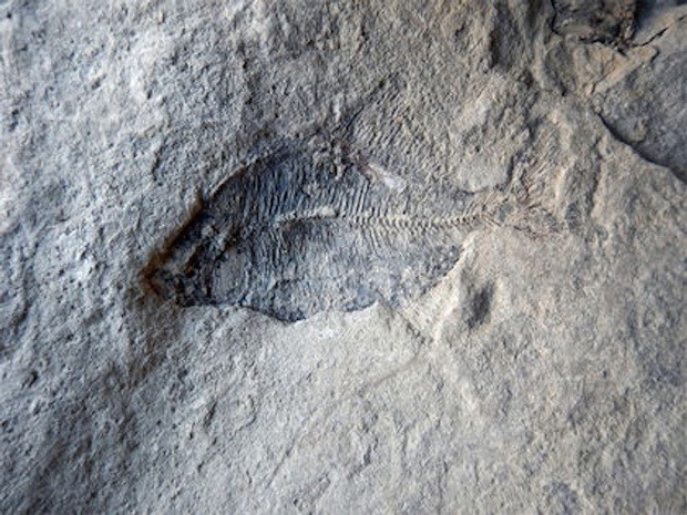 Phát hiện hóa thạch quan trọng nhất nền cổ sinh vật học Canada