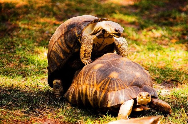 13 sự thật về loài rùa mà ít ai biết đến