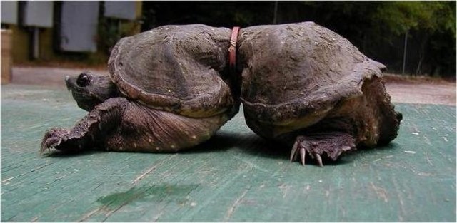 13 sự thật về loài rùa mà ít ai biết đến