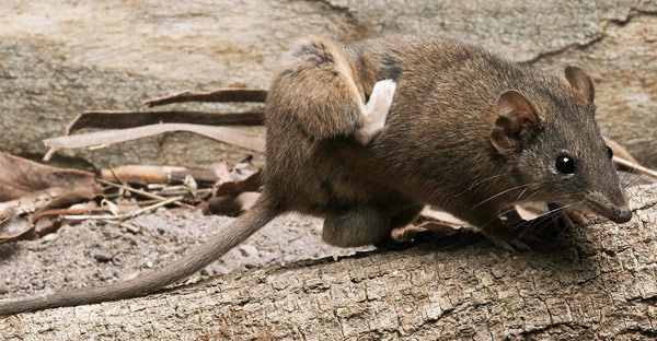 Loài chuột Úc sống chết cả đời chỉ vì... sex