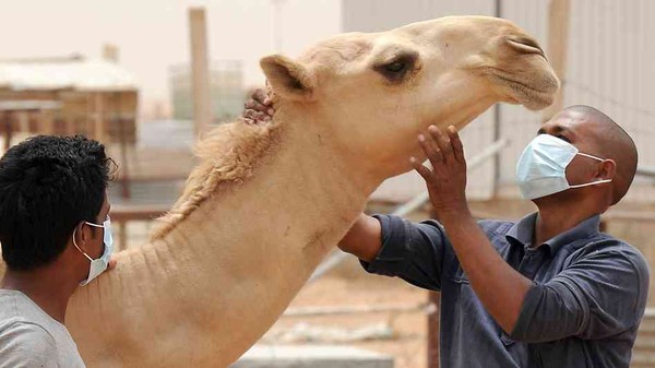 Virus MERS đang gây hoang mang nhất hiện nay nguy hiểm đến đâu