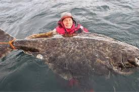 Bắt được cá bơn "quái vật" nặng hơn 100kg
