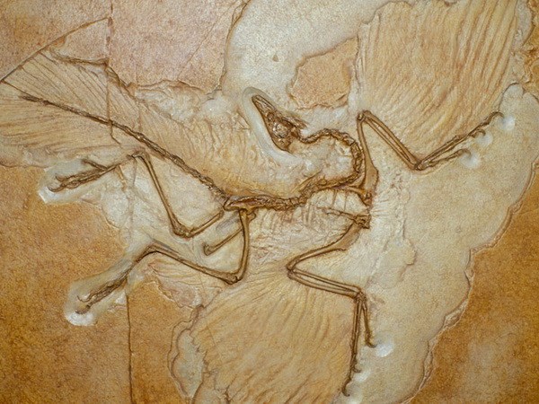 Trưng bày mẫu hóa thạch lâu đời nhất trong lịch sử tại Brazil