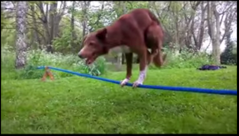 Video: Chó đứng thăng bằng trên dây bằng hai chân
