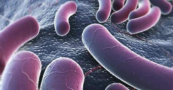 E.coli là một trong những loài vi khuẩn chính kí sinh trong đường ruột các loài động vật máy nóng