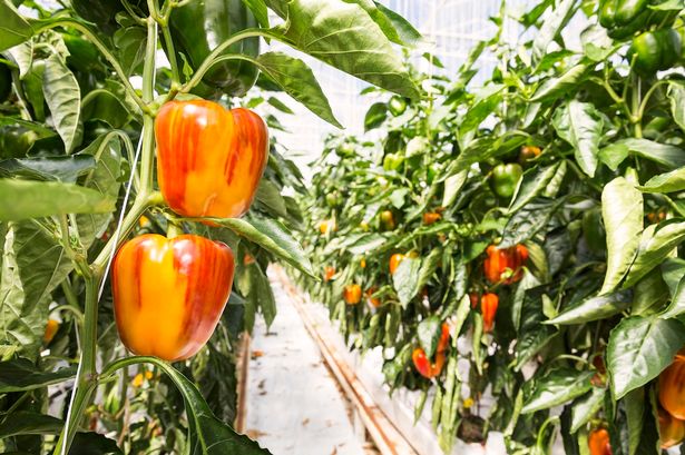 Lần đầu tiên lai tạo thành công ớt chuông sọc kẻ