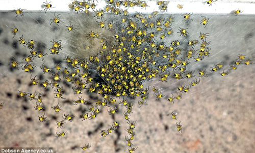 Hàng triệu con nhện vàng "xâm lăng" nước Anh