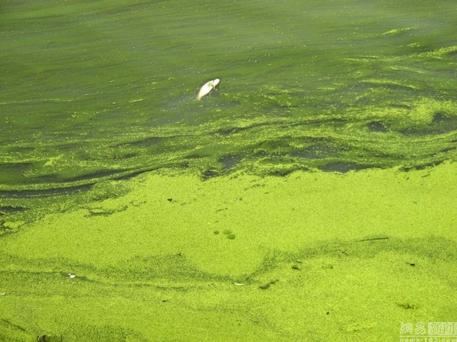 Tảo lam độc trải rộng 1,5 km hồ Trung Quốc - KhoaHoc.tv
