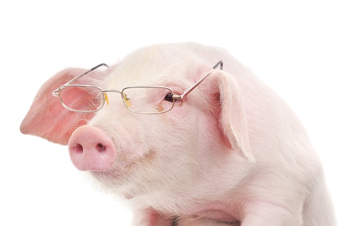 Lợn thông minh hơn chó và tinh tinh?