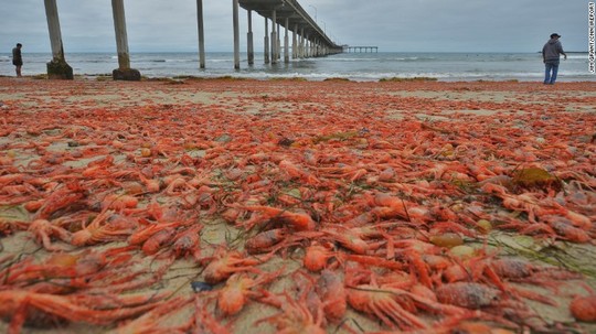 Hàng ngàn con cua nhuộm đỏ bãi biển Mỹ