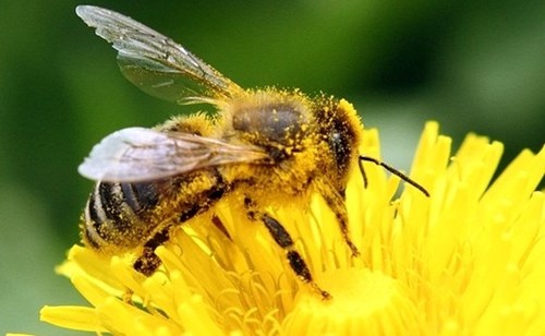 Ong và gián có thể phát hiện ma túy