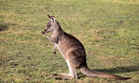 Kangaroo thuận tay trái