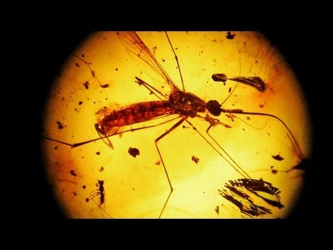 Các nhà khoa học làm gì để hồi sinh loài khủng long?