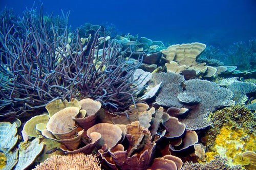 Phát hiện một số loài san hô thích nghi với biến đổi khí hậu