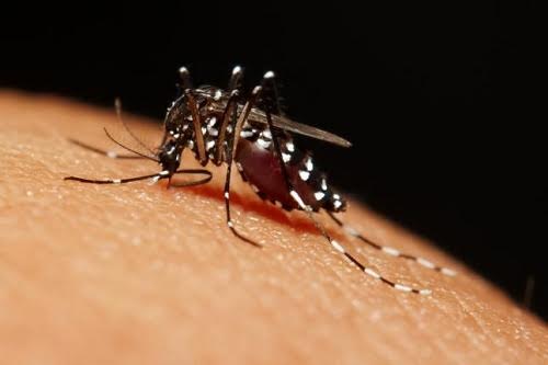 Triệt sản muỗi bằng máu nhân tạo