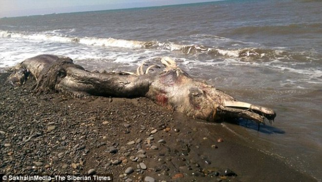 Xác loài sinh vật khổng lồ trôi dạt vào bờ biển Nga