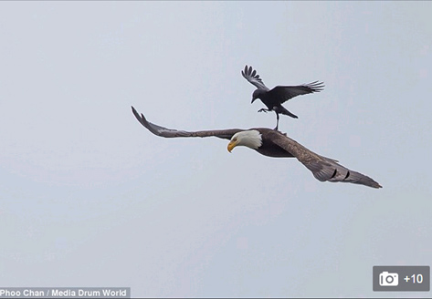  Quạ đen "cưỡi" đại bàng đang bay