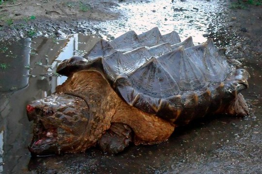 Xuất hiện rùa "khủng long" bí ẩn tại Nga