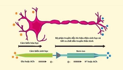 Nơron nhân tạo thay thế dây thần kinh trong não người
