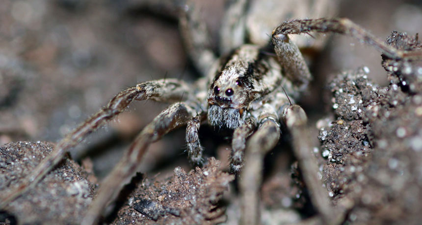 Phát hiện loài nhện phát ra "tiếng kêu" để mời gọi bạn tình