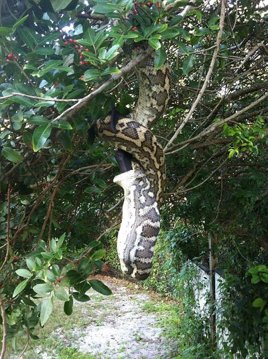 Giant python climbs tree and swallows bat