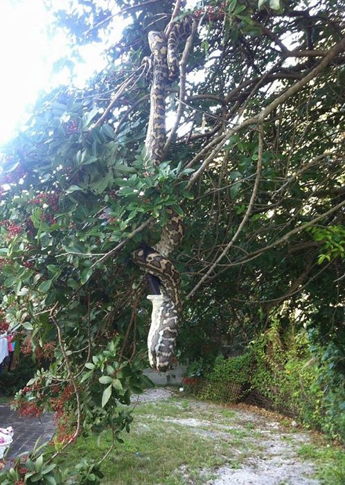 Giant python climbs tree and swallows bat