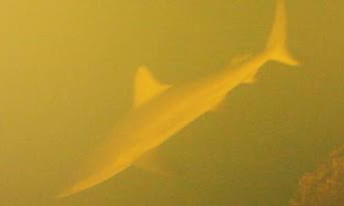 Phát hiện cá mập sống trong lòng núi lửa dưới đáy đại dương