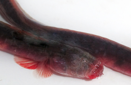 Xuất hiện loài cá thân vằn đỏ, răng nhọn hoắt ở Trung Quốc