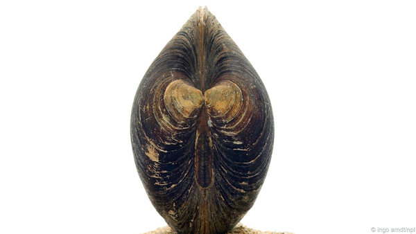Điểm danh những sinh vật gần như 