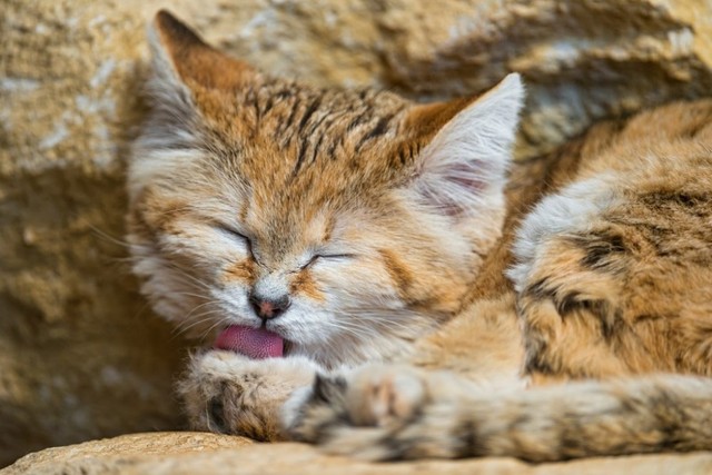Khám phá thú vị về loài mèo duy nhất có thể sống trên sa mạc