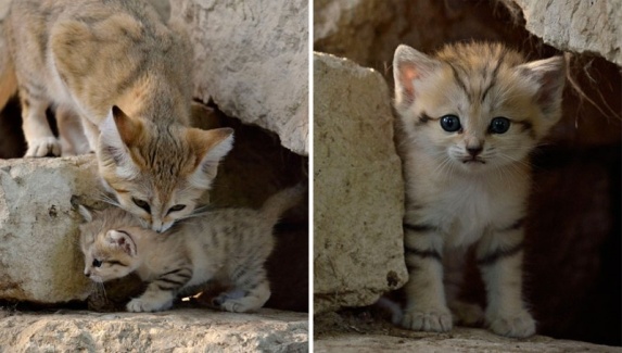 Khám phá thú vị về loài mèo duy nhất có thể sống trên sa mạc