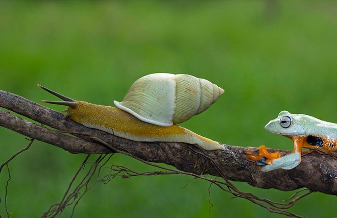 Ếch lười biếng, đi nhờ ốc sên