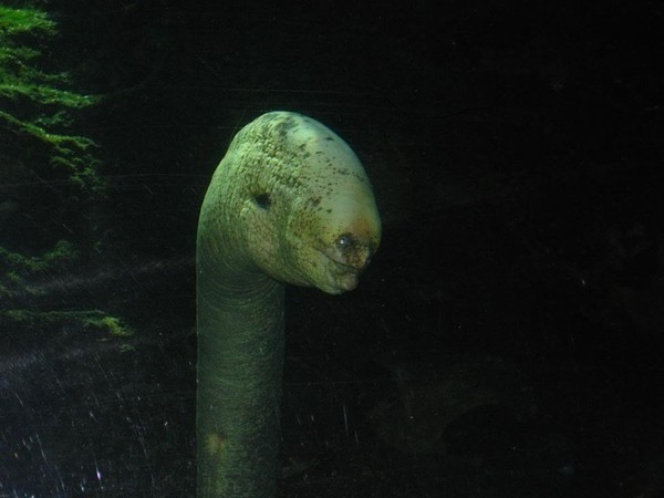 5 loài "quái vật" kỳ lạ đến khó tin ở dưới đáy biển