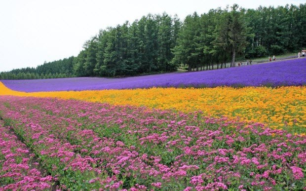 5 thung lũng hoa oải hương nổi tiếng nhất thế giới
