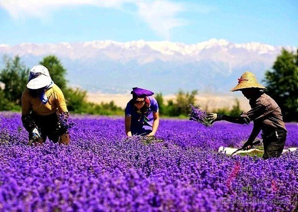 5 thung lũng hoa oải hương nổi tiếng nhất thế giới