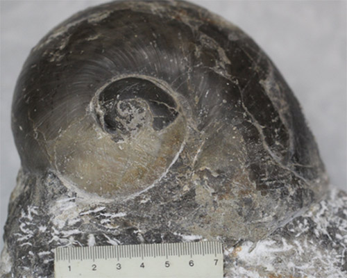 Tìm thấy hóa thạch ốc biển hơn 240 triệu năm ở Nghệ An