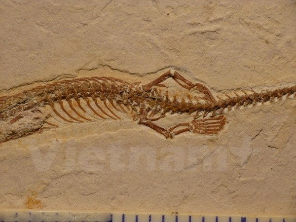 Phát hiện mẫu vật hóa thạch rắn 4 chân ở Brazil