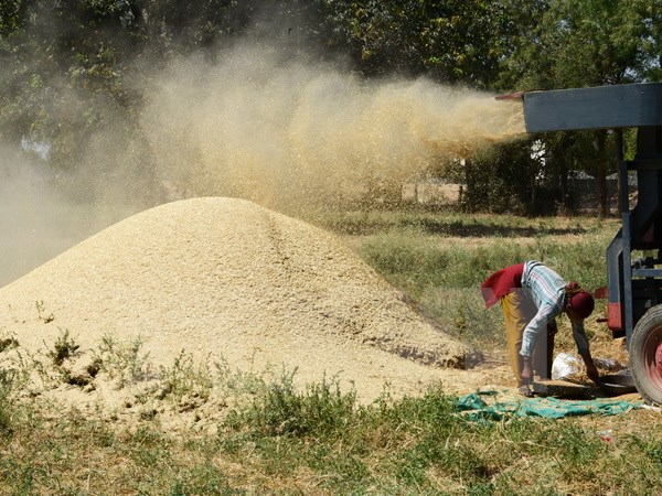 Các nhà khoa học nghiên cứu thành công giống lúa ít phát thải khí metan