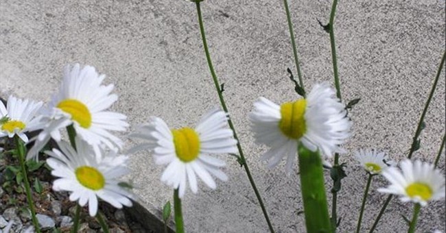 Thực vật bị đột biến gen vì phóng xạ gần Fukushima