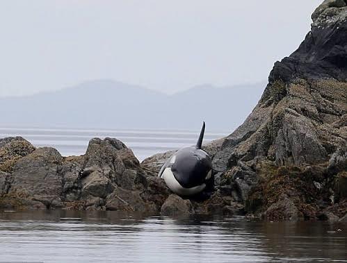 Giải cứu cá voi sát thủ mắc cạn trên bãi đá 