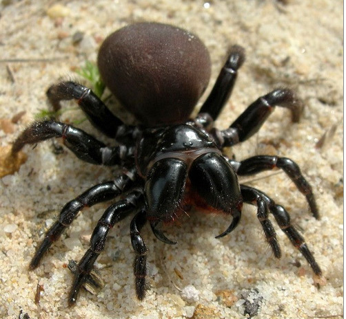 Nhiều loài nhện mới, quý hiếm được phát hiện tại Australia và Ấn Độ