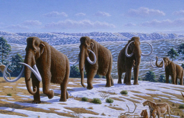 Hé lộ nguyên nhân thật sự về sự tuyệt chủng của voi ma mút