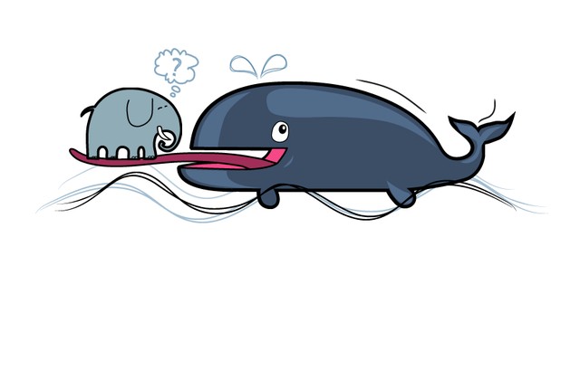 Lưỡi cá voi xanh còn nặng hơn cả một con voi
